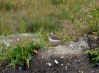 North Bull Island Nature Reserve